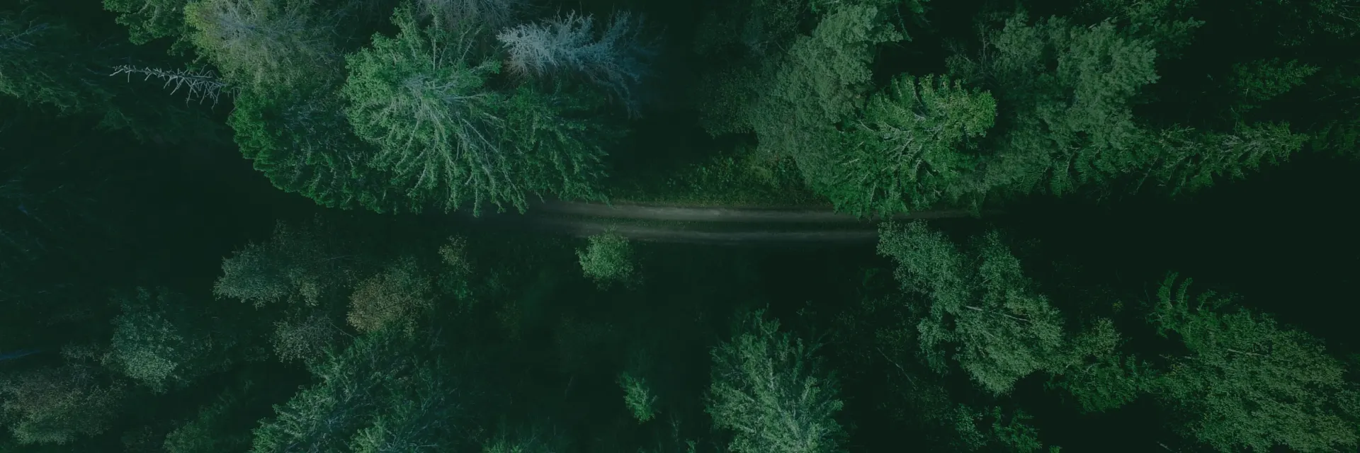 Forest Background